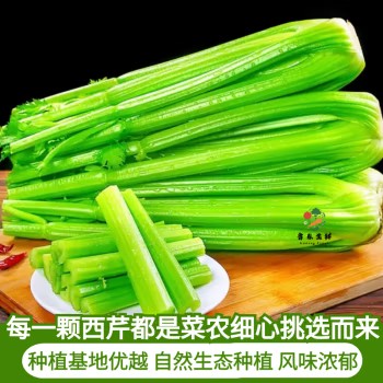 寿光现割农家西芹汁多筋少安疗榨汁新鲜芹菜去叶发货