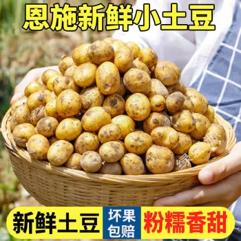 小土豆新鲜马铃薯农家黄心洋芋现挖蔬菜马铃薯 5斤 中果 鸡蛋大小左右
