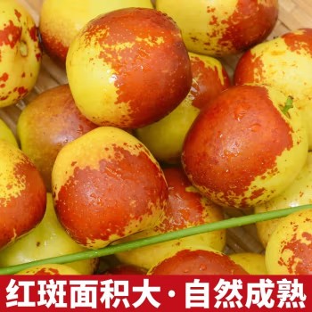 新鲜大枣冰糖脆甜水果送礼品物盒国庆节 净重2.7- 3斤 单果8-10g