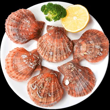 青岛鲜活海捕红扇贝 500g 12-16只 海鲜水产