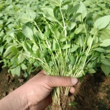 新鲜河南大叶荆芥叶菜调味凉拌菜茎芥鲜嫩现挖现发带根 新鲜现挖荆芥