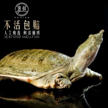 鲜活大甲鱼王八中华鳖水团鱼 宰杀海鲜水产年货送礼盒装 1.8-2.2斤/ 1只 